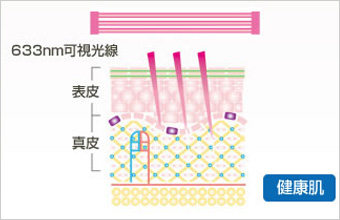 健康肌